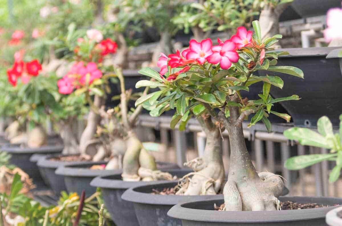 tanaman hias adenium bonsai