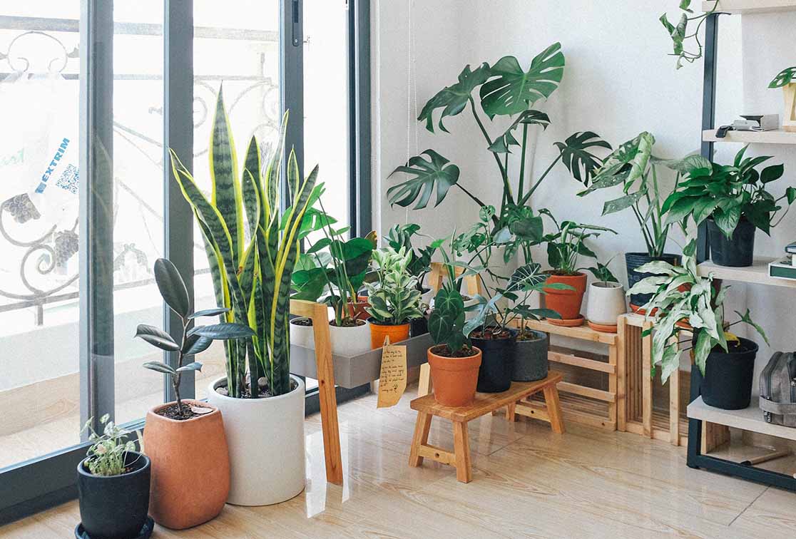 Ragam tanaman hias untuk kebutuhan indoor