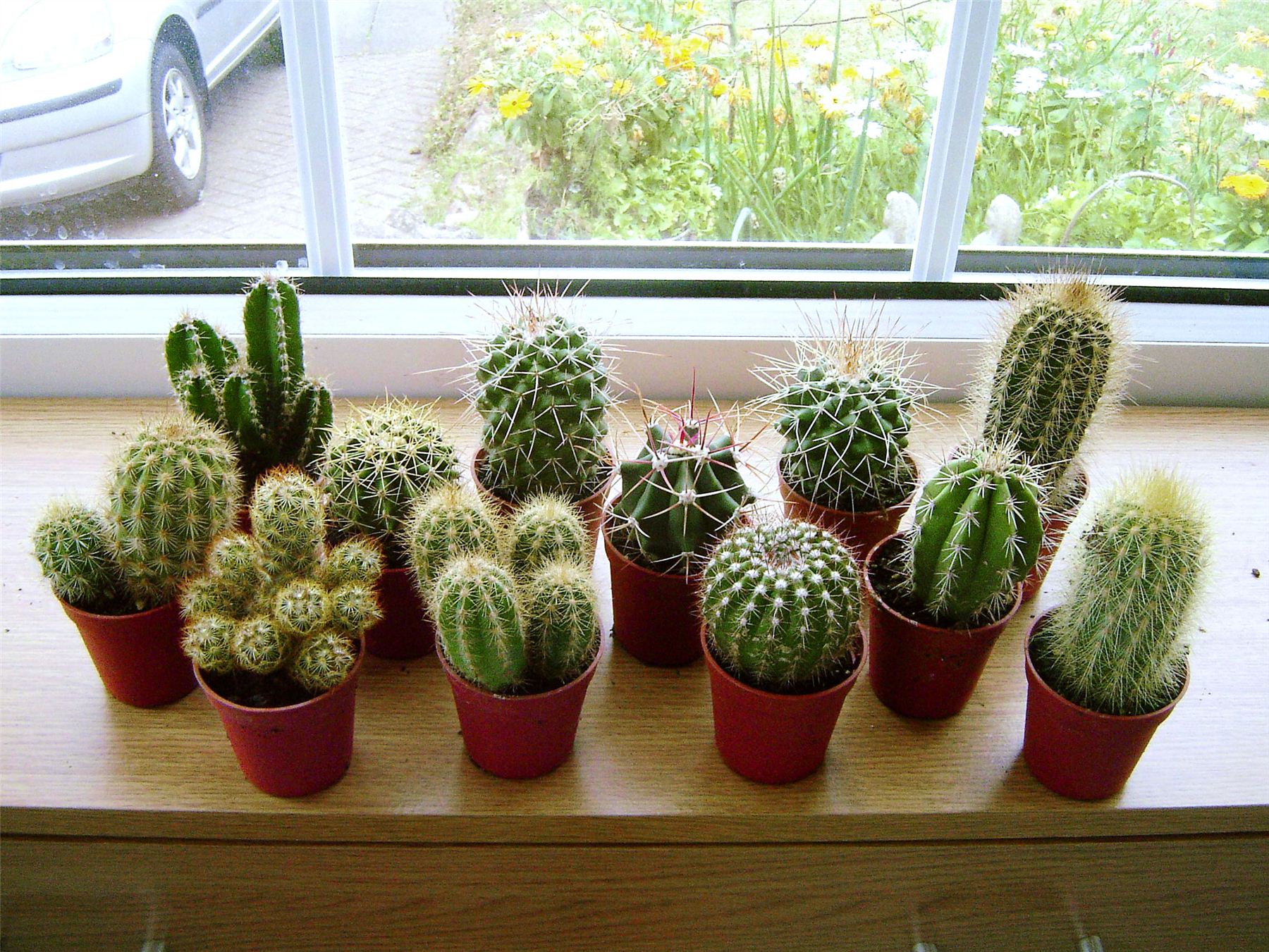 kaktus yang cocok untuk hiasan di rumah